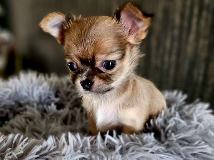 Magnifique mini mâle