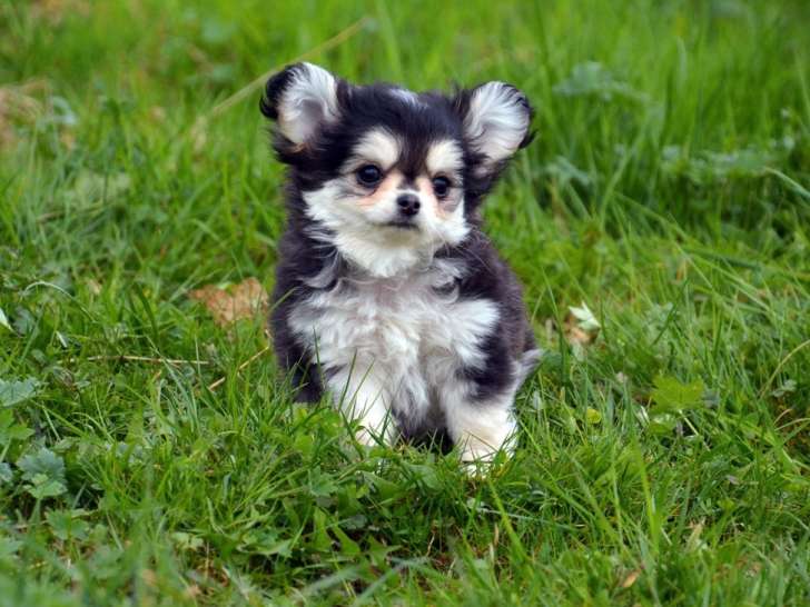 Femelle Chihuahua poil long couleur husky à vendre, née en décembre 2025