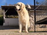 Mâle Golden Retriever LOF à vendre, né en mars 2025