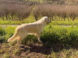 Mâle Golden Retriever LOF à vendre, né en mars 2025