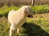 Mâle Golden Retriever LOF à vendre, né en mars 2025