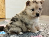3 chiots Pomsky F3 à réserver, 2 mâles et 1 femelle, nés en février 2026