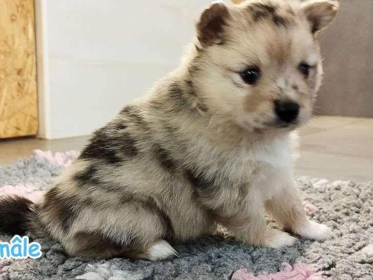 3 chiots Pomsky F3 à réserver, 2 mâles et 1 femelle, nés en février 2026