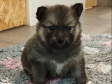 3 chiots Pomsky F3 à réserver, 2 mâles et 1 femelle, nés en février 2026