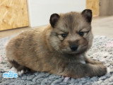 3 chiots Pomsky F3 à réserver, 2 mâles et 1 femelle, nés en février 2026