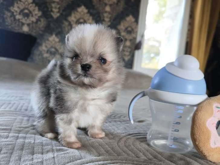 4 chiots Spitz Nain Poméranien à réserver, 1 mâle et 3 femelles, nés en février 2026