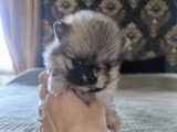 4 chiots Spitz Nain Poméranien à réserver, 1 mâle et 3 femelles, nés en février 2026