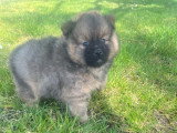 1 mâle et 1 femelle Spitz nains à réserver, fauves charbonnés, nés en février 2026