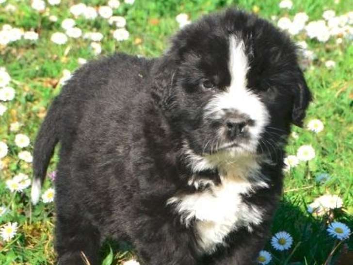 2 mâles Terre-Neuve mismarked non LOF à vendre, nés en janvier 2026