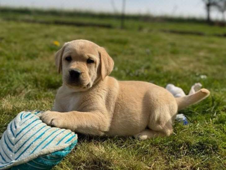 8 chiots Labrador sable LOF à réserver, 4 mâles et 4 femelles, nés en janvier 2026