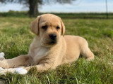 8 chiots Labrador sable LOF à réserver, 4 mâles et 4 femelles, nés en janvier 2026