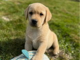 8 chiots Labrador sable LOF à réserver, 4 mâles et 4 femelles, nés en janvier 2026