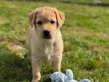 8 chiots Labrador sable LOF à réserver, 4 mâles et 4 femelles, nés en janvier 2026