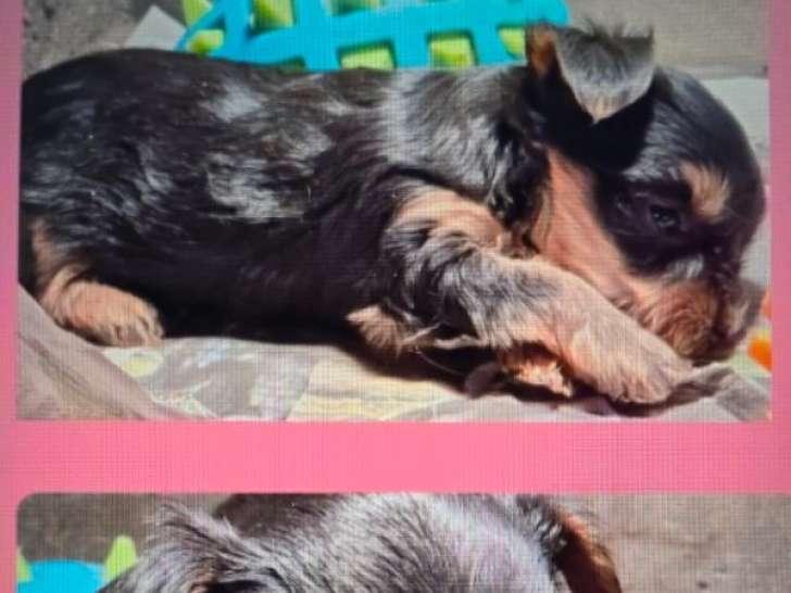 2 chiots femelles Yorkshire Terrier à réserver, nées en février 2026, disponibles avril