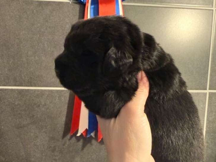 2 mâles Terre-Neuve LOF à réserver, 1 noir et 1 noir et blanc, nés en mars 2026