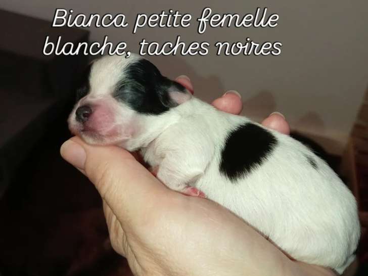 Chiots Chihuahua à poil long à vendre