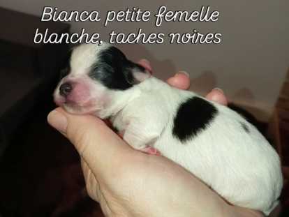 Chiots Chihuahua à poil long à vendre