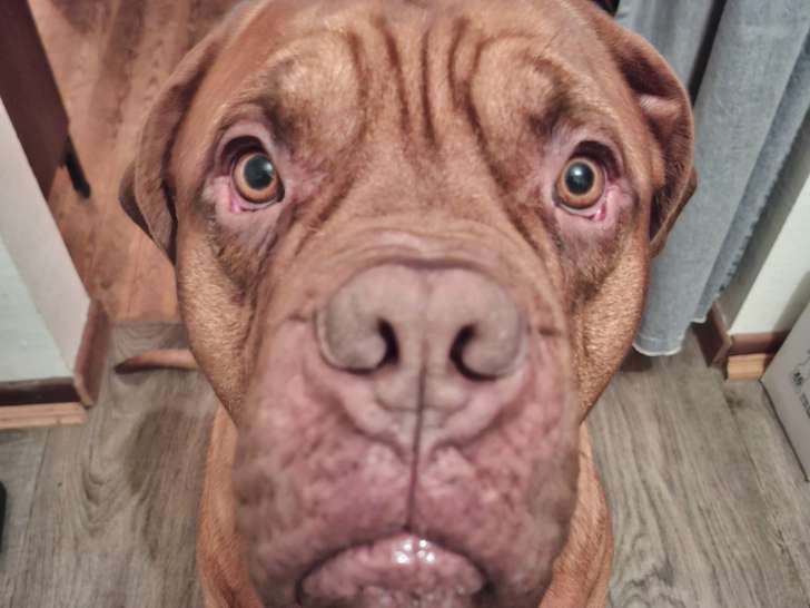 Beau mâle Dogue de Bordeaux disponible pour saillie