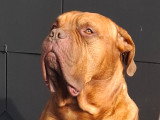 Beau mâle Dogue de Bordeaux disponible pour saillie