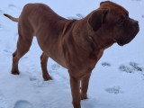 Beau mâle Dogue de Bordeaux disponible pour saillie