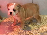 1 Femelle Bulldog Continental 1 Mois LOF Réservation