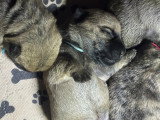 2 Chiots Mâles Cairn Terrier 2 Mois LOF Disponibles