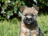 1 Chiot Femelle Cairn Terrier 2 Mois LOF Disponible