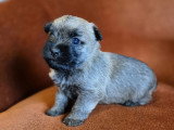 3 Mâles Cairn Terrier Chiots 2 Mois LOF Réservation