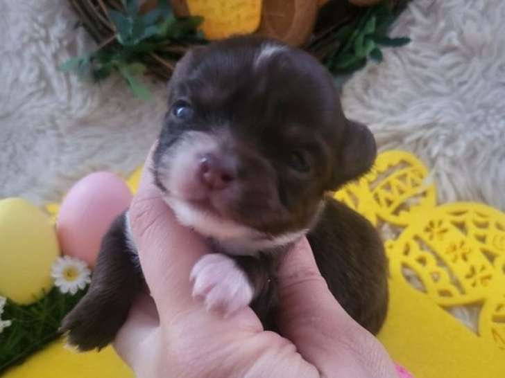 3 chiots Chihuahua poil long à vendre, 1 femelle et 2 mâles, nés en février 2026