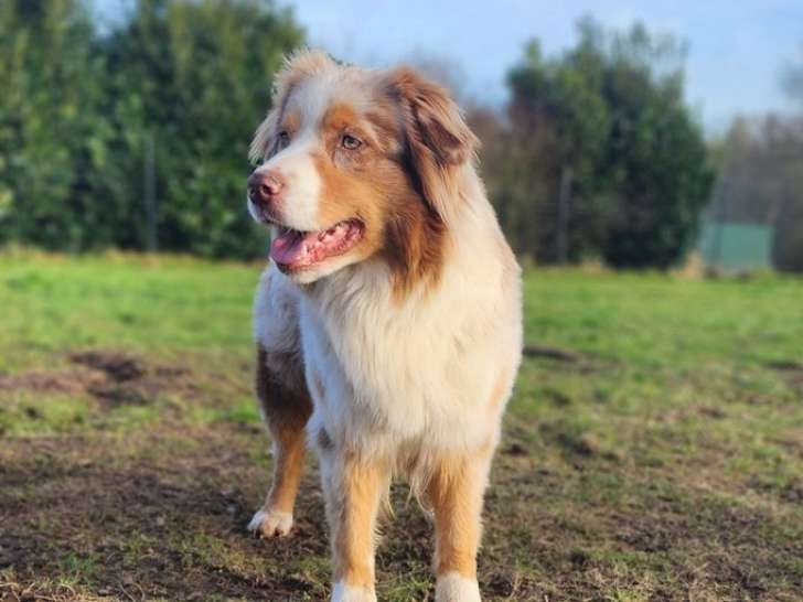 Femelle adulte Berger Australien rouge merle à vendre, 2 ans et demi