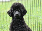 Caniche mâle nain noir à vendre, 1 an et demi
