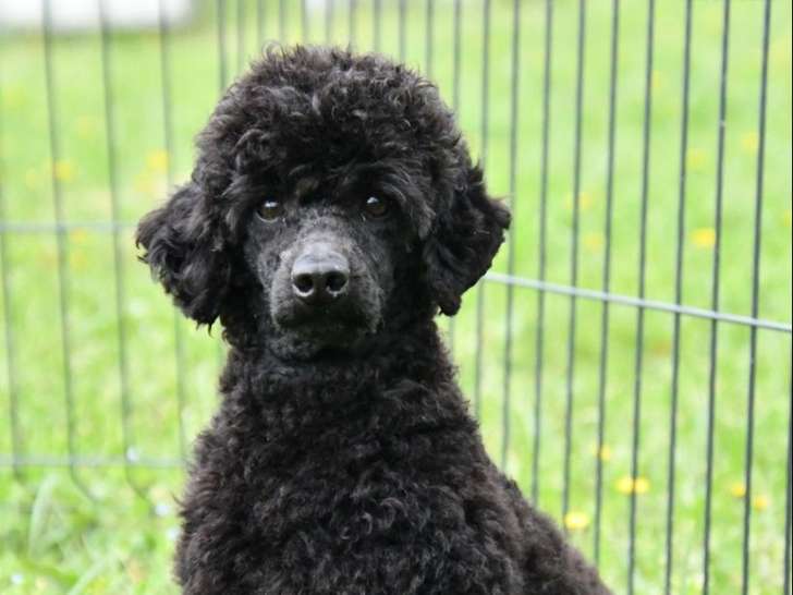 Caniche mâle nain noir à vendre, 1 an et demi
