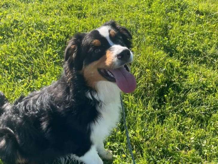 Mâle Berger Australien noir tricolore à vendre, 8 mois