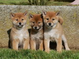 5 chiots Shiba Inu LOF à vendre, 3 femelles et 2 mâles, nés en janvier 2026