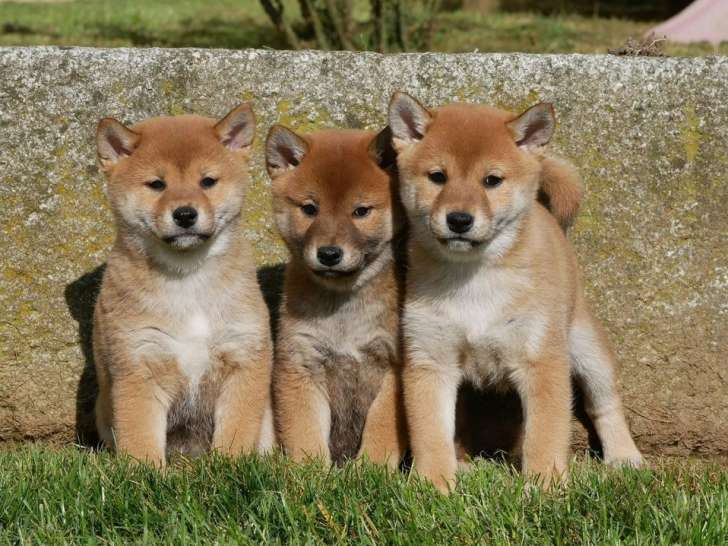 5 chiots Shiba Inu LOF à vendre, 3 femelles et 2 mâles, nés en janvier 2026