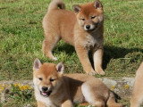 5 chiots Shiba Inu LOF à vendre, 3 femelles et 2 mâles, nés en janvier 2026