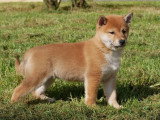 5 chiots Shiba Inu LOF à vendre, 3 femelles et 2 mâles, nés en janvier 2026