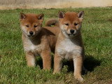 5 chiots Shiba Inu LOF à vendre, 3 femelles et 2 mâles, nés en janvier 2026