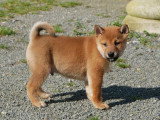 5 chiots Shiba Inu LOF à vendre, 3 femelles et 2 mâles, nés en janvier 2026