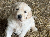 3 chiots Golden Retriever à réserver, 1 mâle clair et 2 femelles sables, nés en février 2026