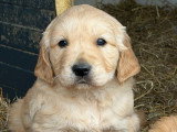 3 chiots Golden Retriever à réserver, 1 mâle clair et 2 femelles sables, nés en février 2026