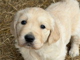 3 chiots Golden Retriever à réserver, 1 mâle clair et 2 femelles sables, nés en février 2026