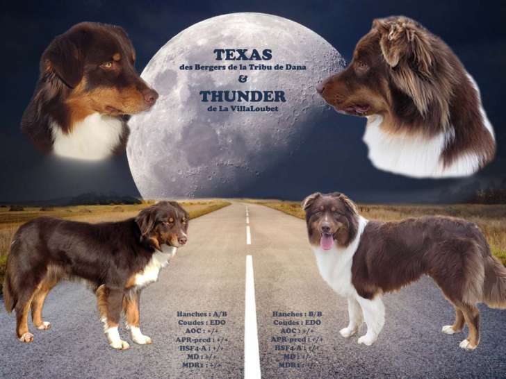 Chiots Bergers Australiens à pré-réserver