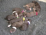 Chiots Bergers Australiens à réserver