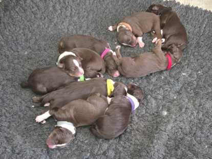 Chiots Bergers Australiens à réserver