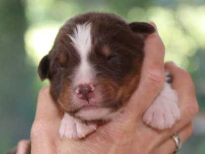 Chiots Bergers Australiens à réserver