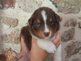 Chiots Bergers Australiens à réserver