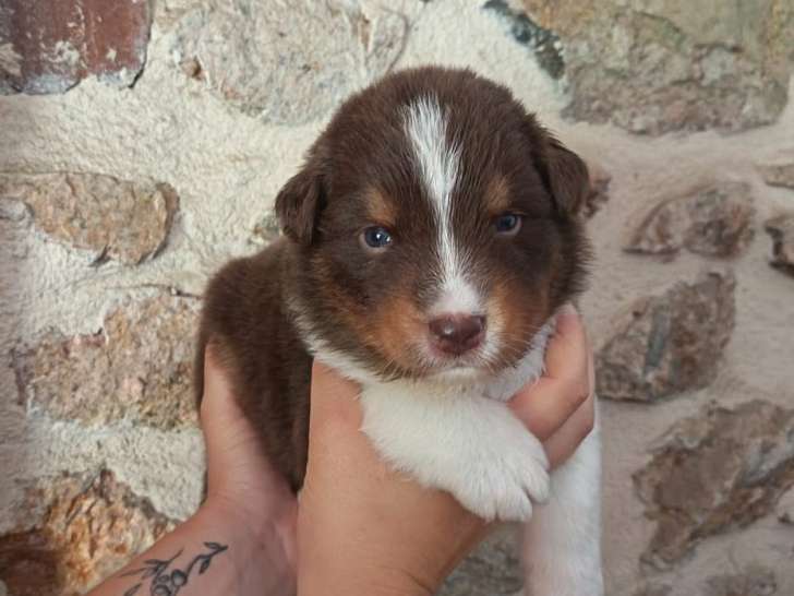 Chiots Bergers Australiens à réserver