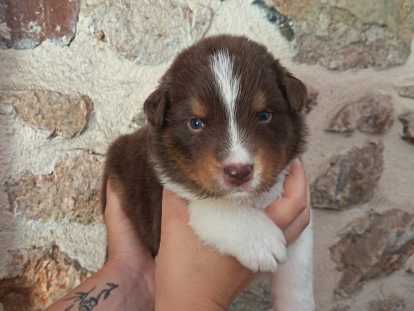 Chiots Bergers Australiens à réserver