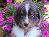 Chiots Bergers Australiens à réserver